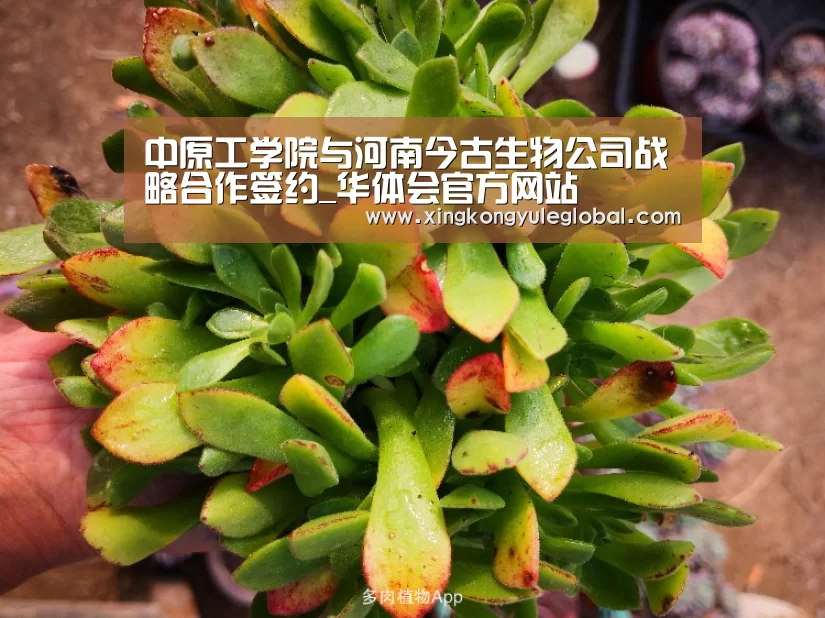 中原工学院与河南今古生物公司战略合作签约_华体会官方网站(图1) 华体会官方网站